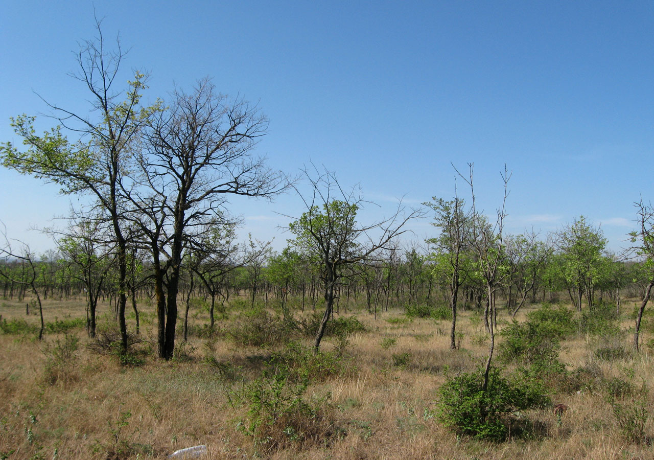 Озеро Акташ, image of landscape/habitat.