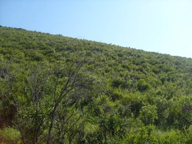 Река Курулга и гора Ундур, image of landscape/habitat.