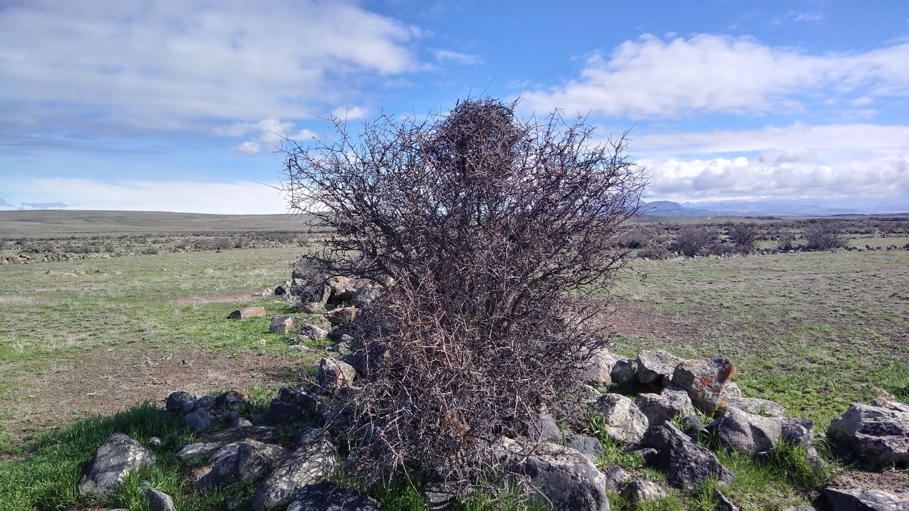 Окрестности села Карабаг, image of landscape/habitat.