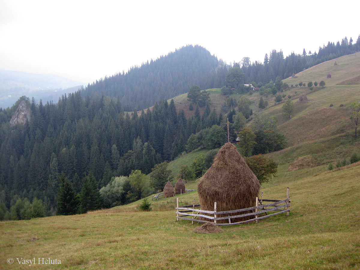 Терношора, image of landscape/habitat.