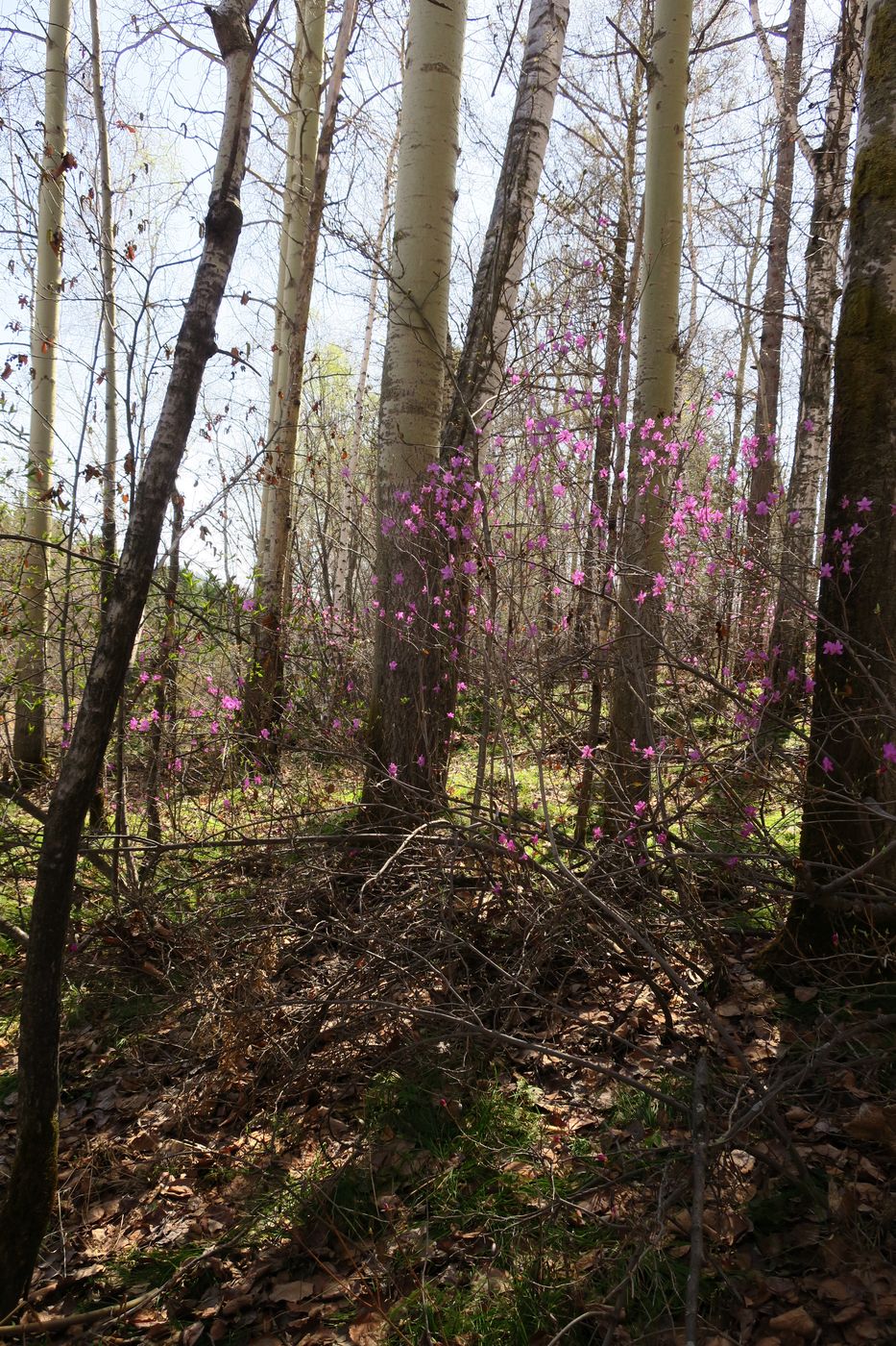 282-й км трассы Р-258 "Байкал", image of landscape/habitat.