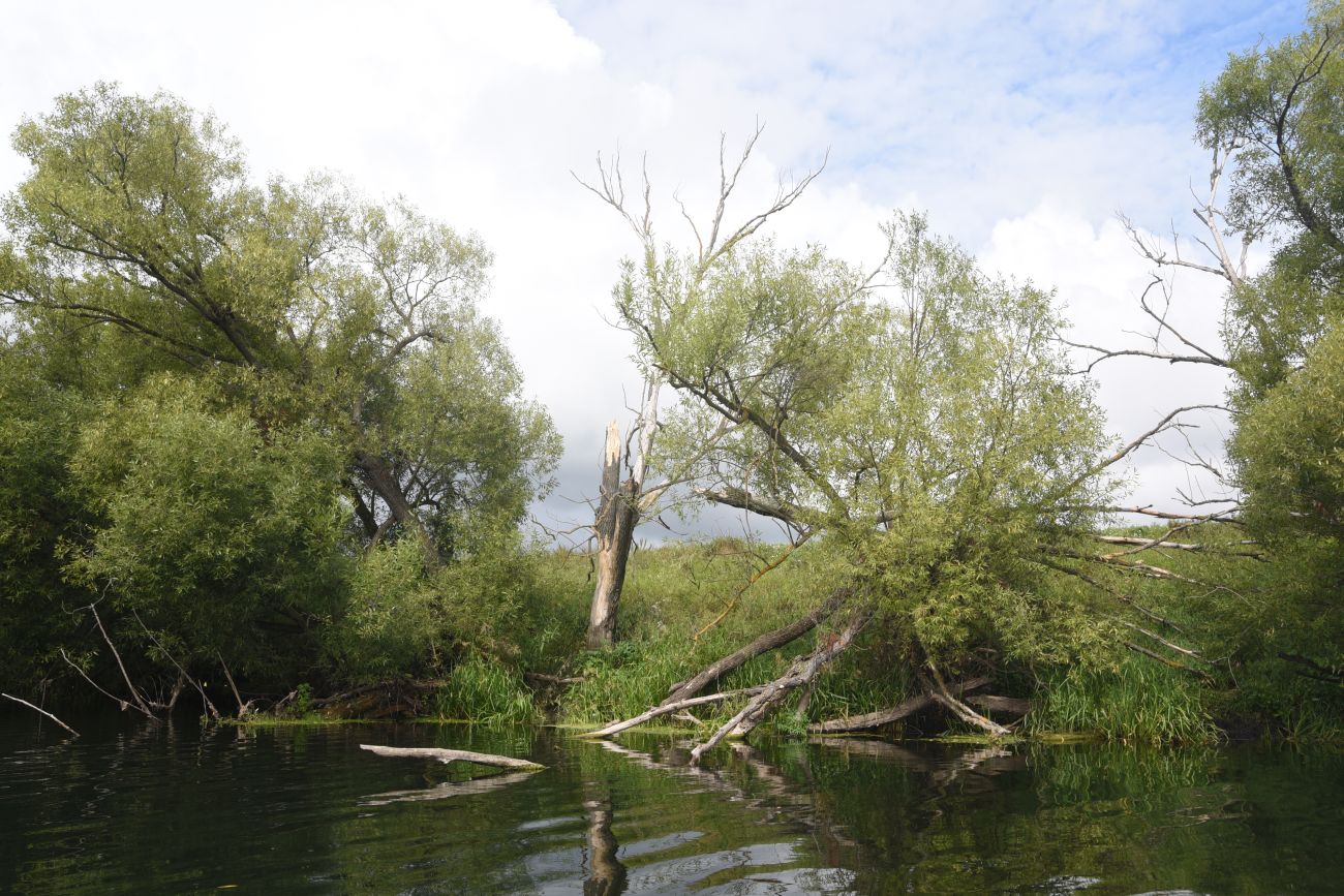 Устье ручья Дубочки, image of landscape/habitat.