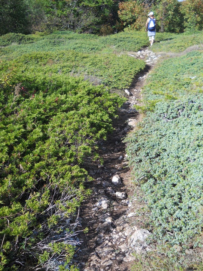 Чатырдаг, image of landscape/habitat.