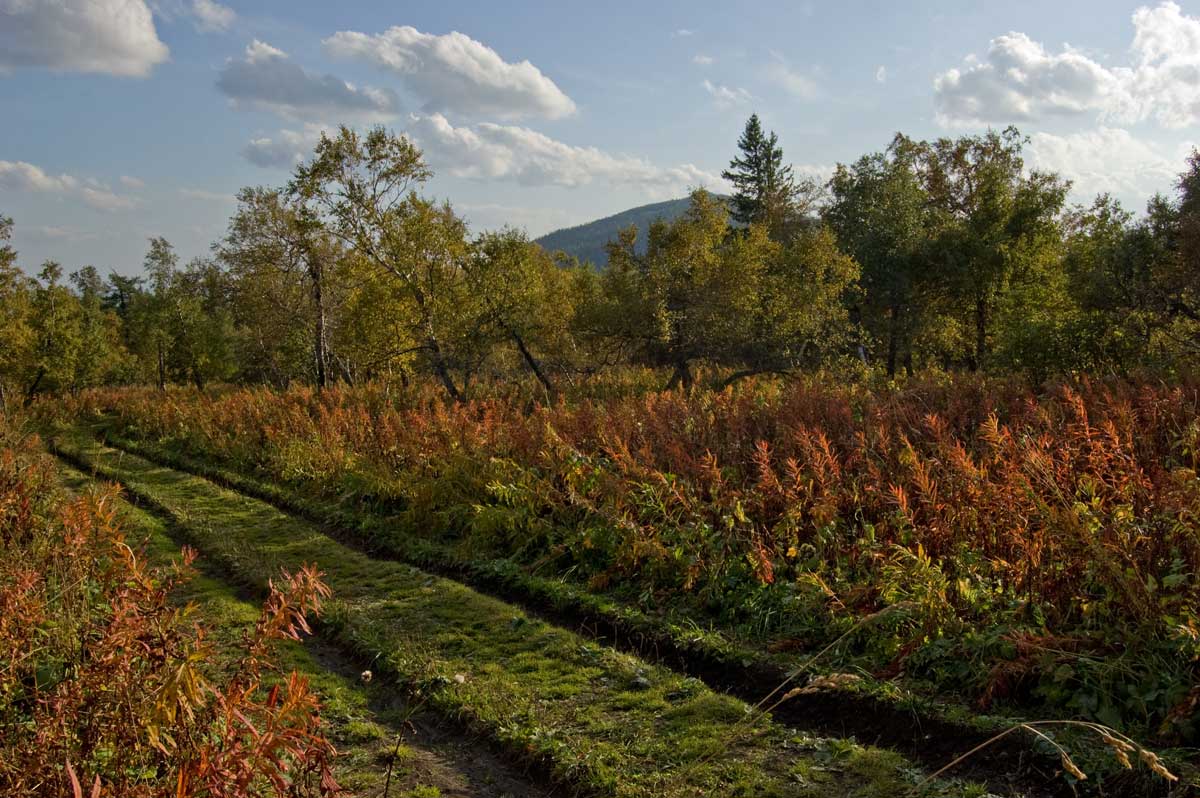 Хребет Уреньга, image of landscape/habitat.