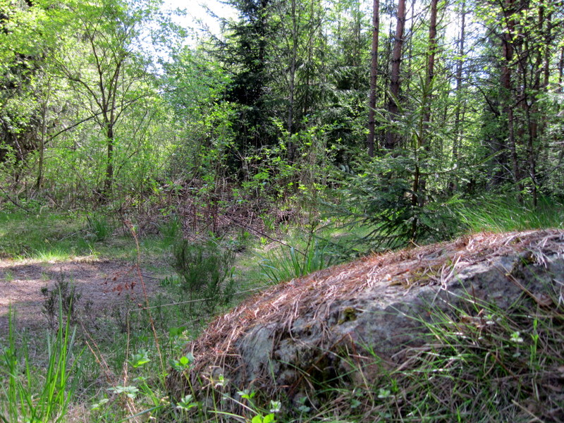 Рощино (Линдуловская роща), image of landscape/habitat.