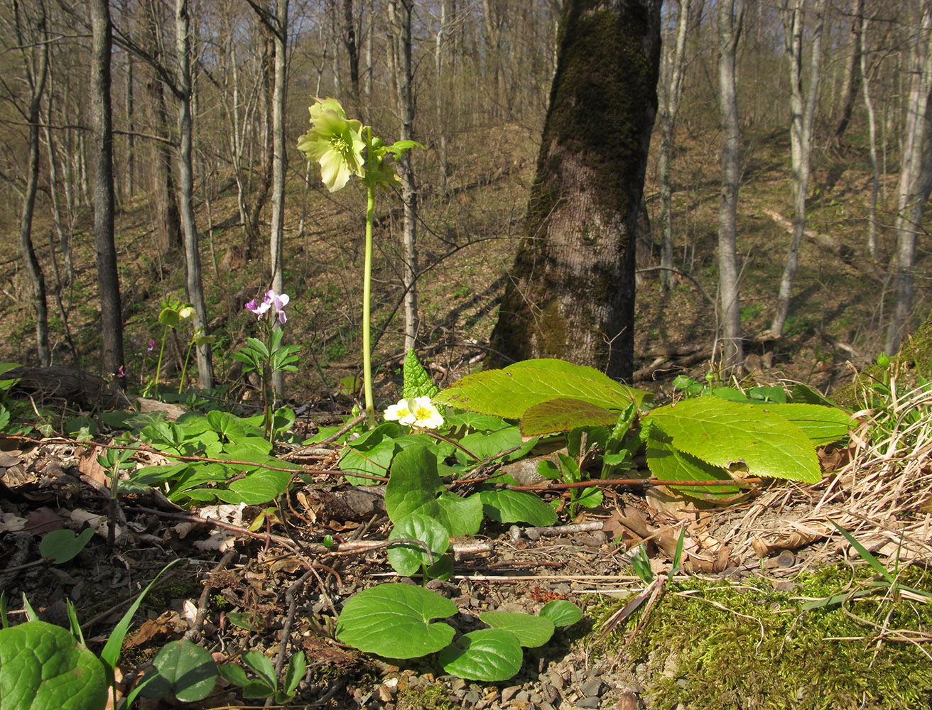 Гора Индюк, image of landscape/habitat.