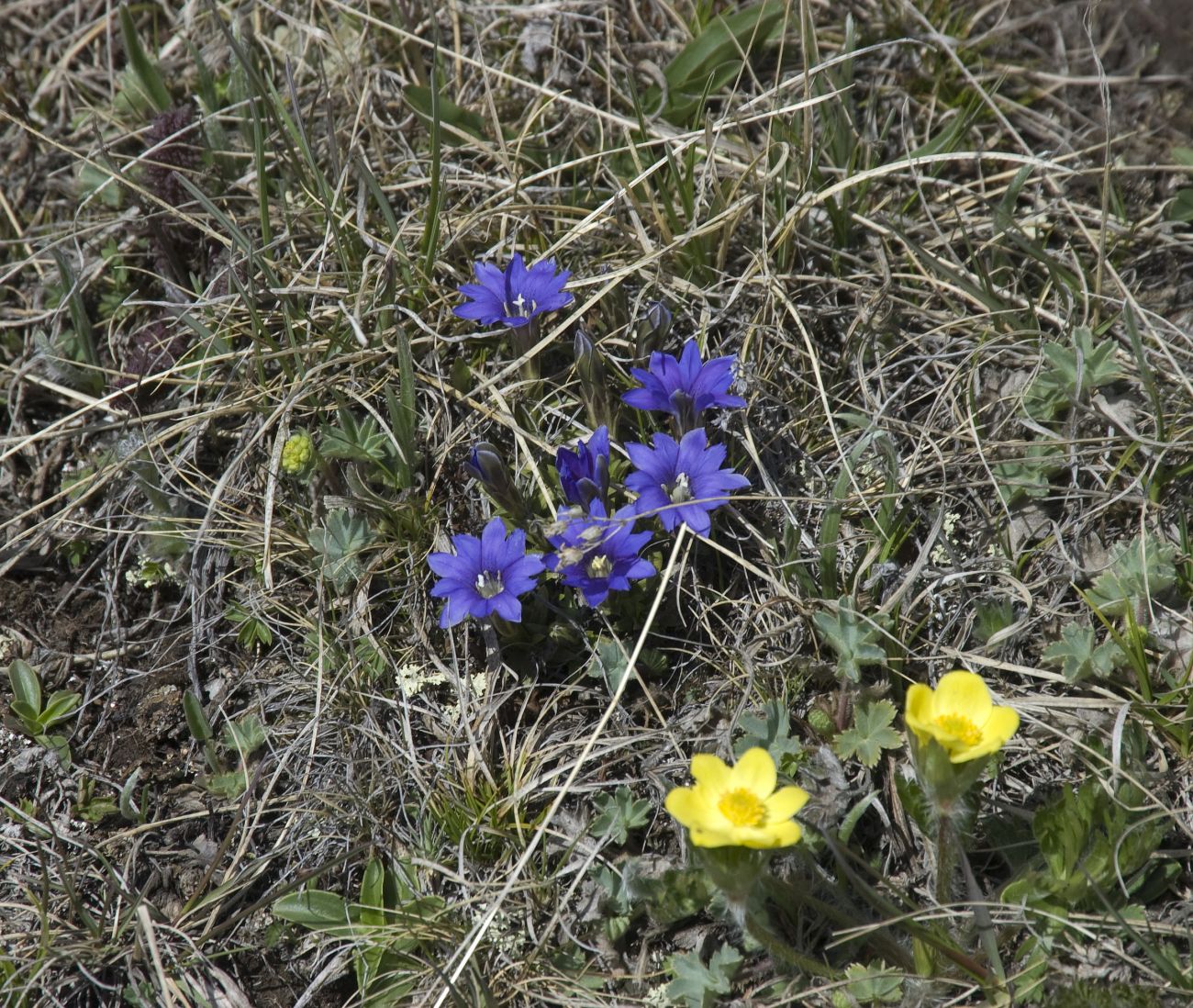 Восточный склон горы Чегет, image of landscape/habitat.