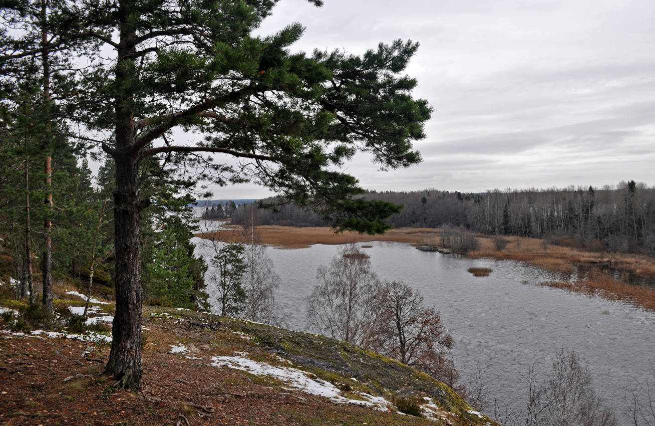 Парк Монрепо, image of landscape/habitat.