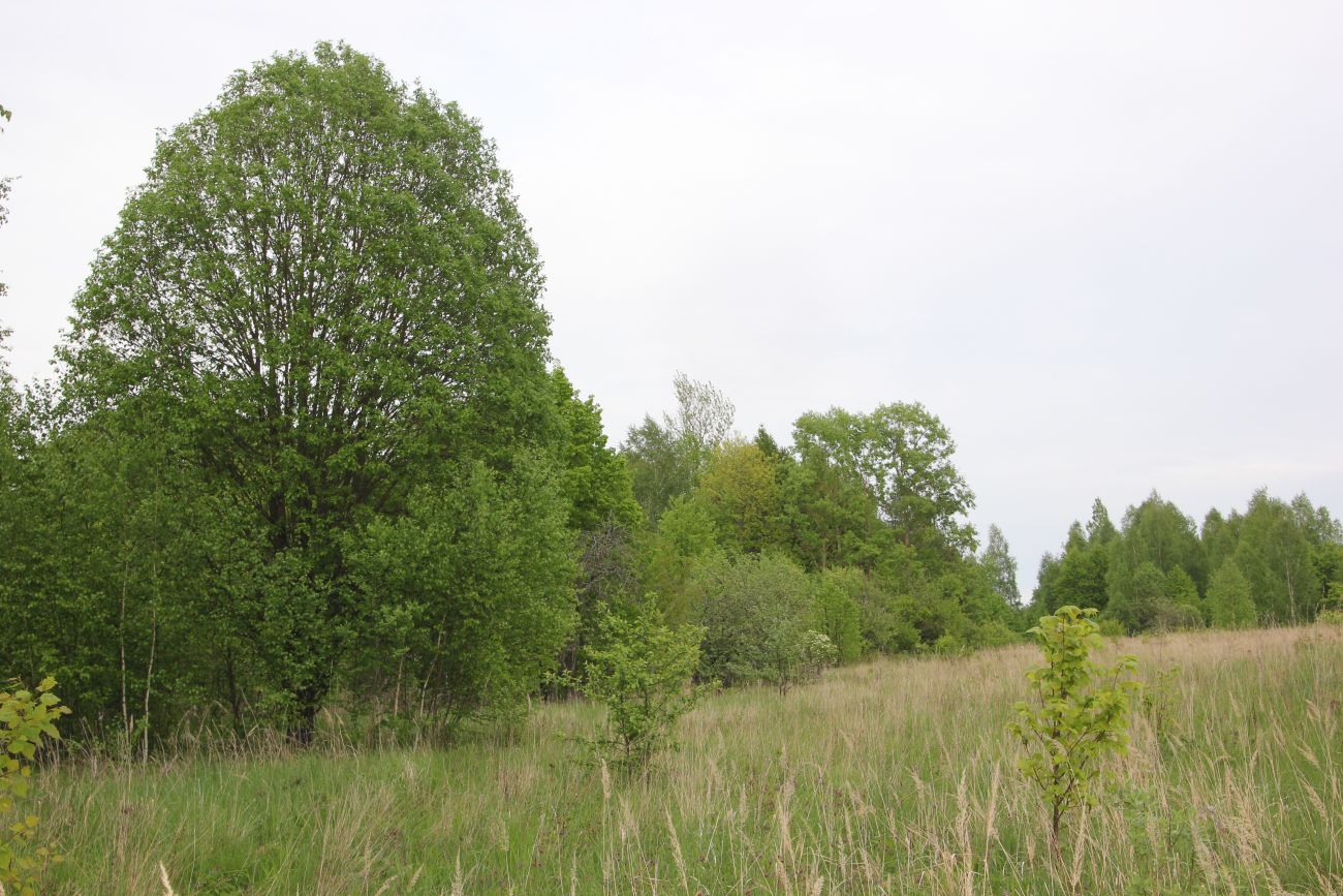 Окрестности деревни Сатино, image of landscape/habitat.