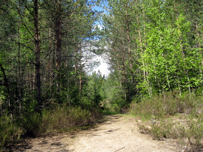 Рощино (Линдуловская роща), изображение ландшафта.