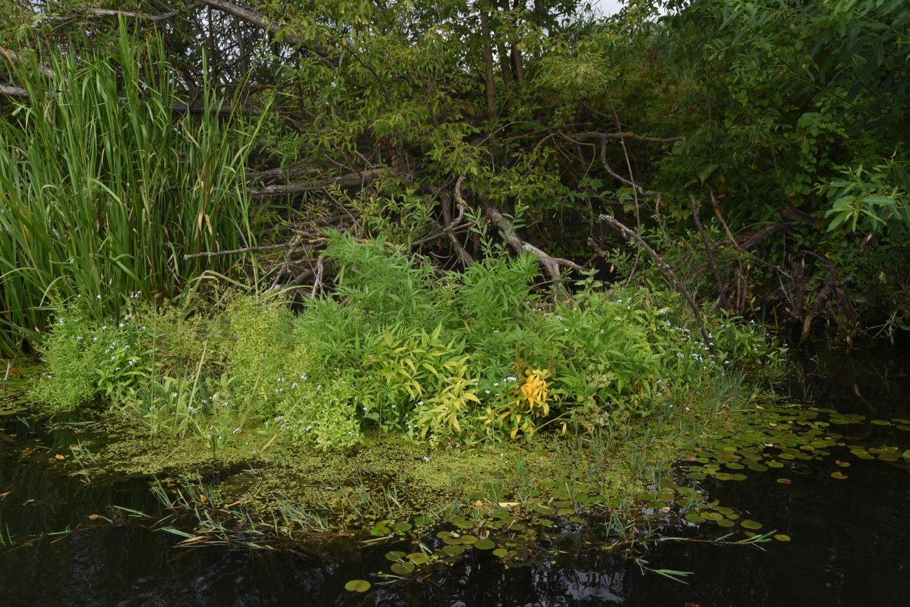 Устье ручья Дубочки, image of landscape/habitat.