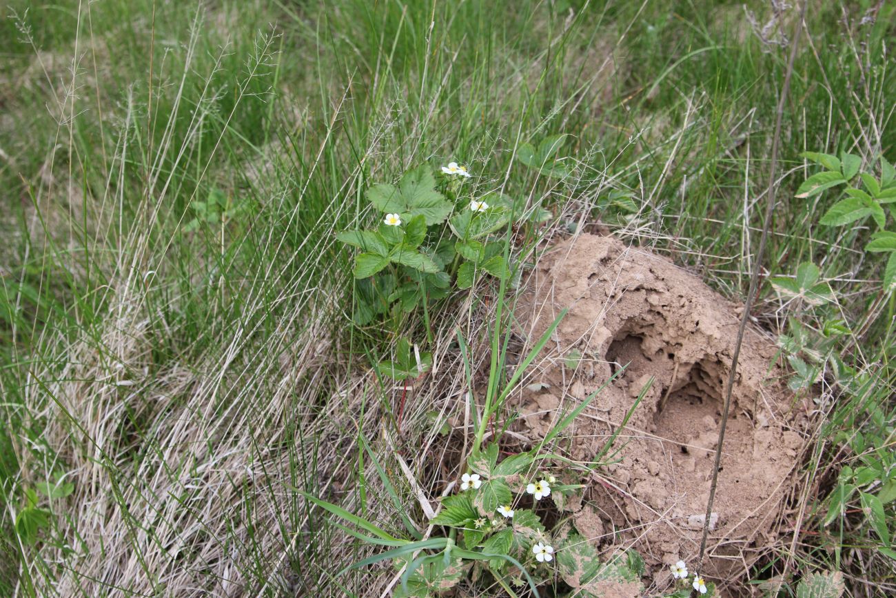 Окрестности деревни Сатино, image of landscape/habitat.