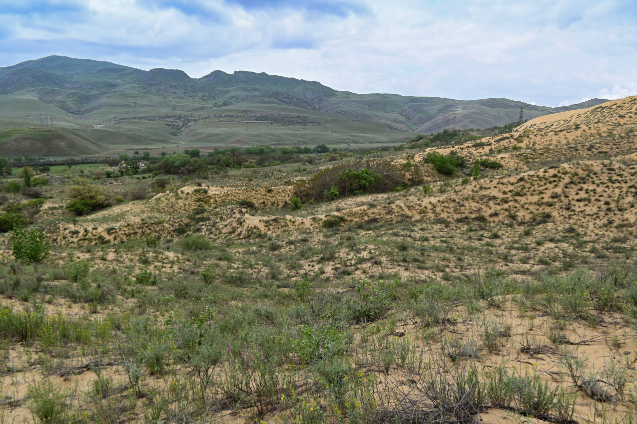 Бархан Сарыкум, image of landscape/habitat.