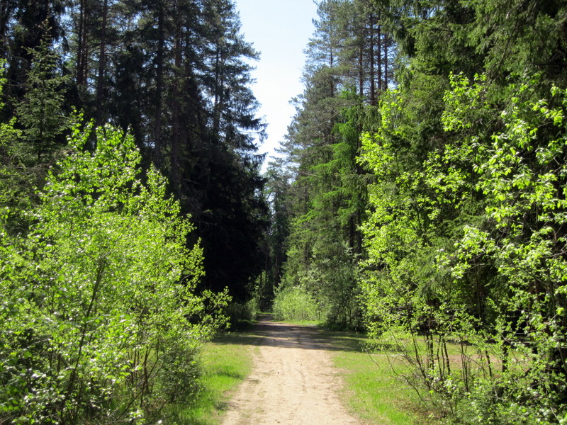 Рощино (Линдуловская роща), изображение ландшафта.