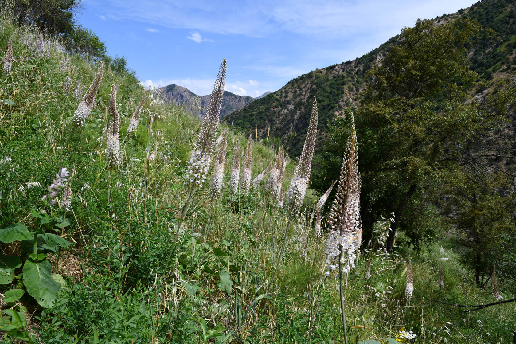 Кондара, image of landscape/habitat.