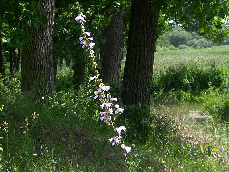 Святошино, image of landscape/habitat.