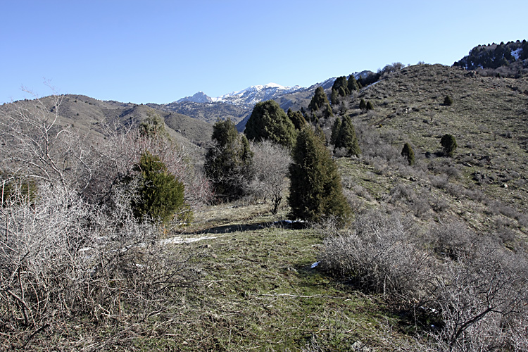 Чаткальский заповедник, image of landscape/habitat.