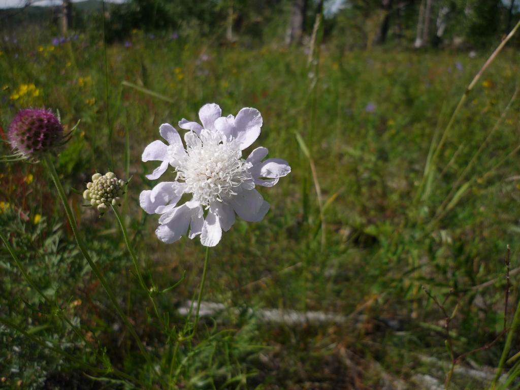 Река Курулга и гора Ундур, image of landscape/habitat.