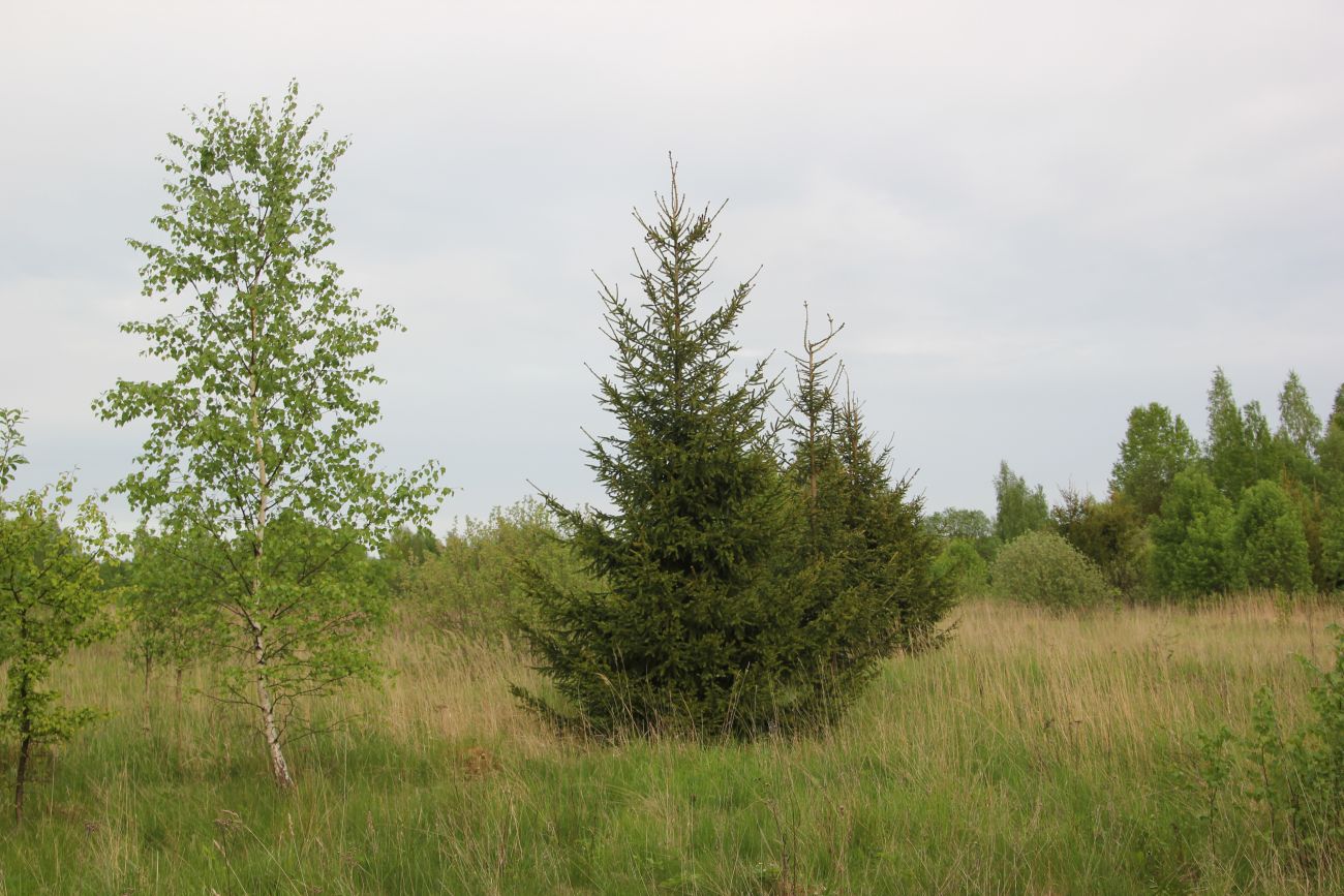 Окрестности деревни Сатино, image of landscape/habitat.