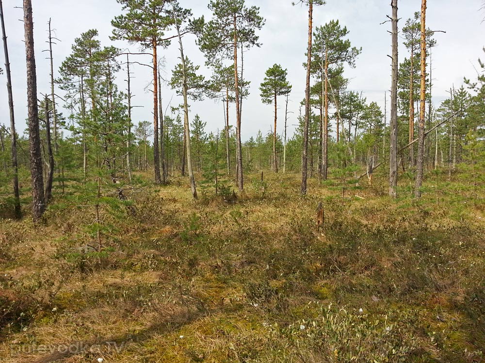 Ларцево, image of landscape/habitat.