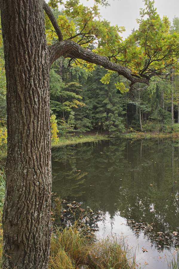 Парк "Сергиевка", image of landscape/habitat.