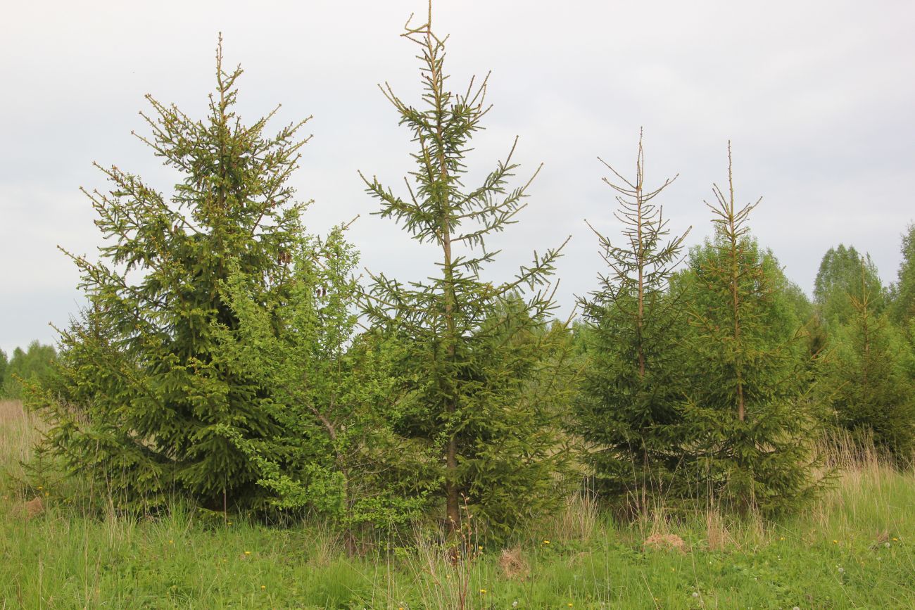 Окрестности деревни Сатино, image of landscape/habitat.