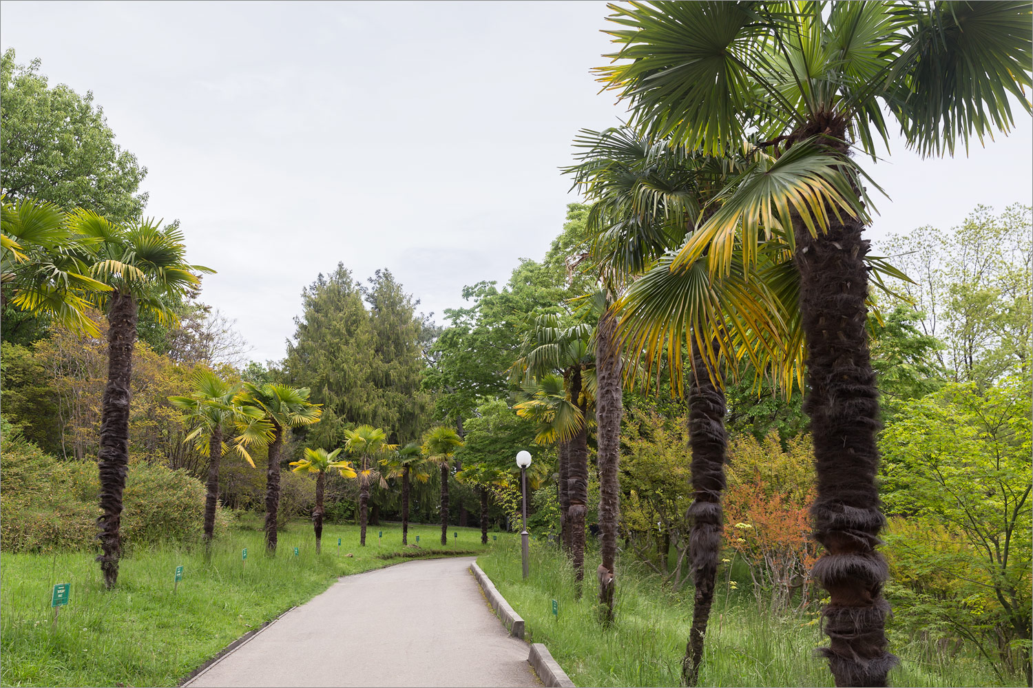 Сочинский Дендрарий, image of landscape/habitat.