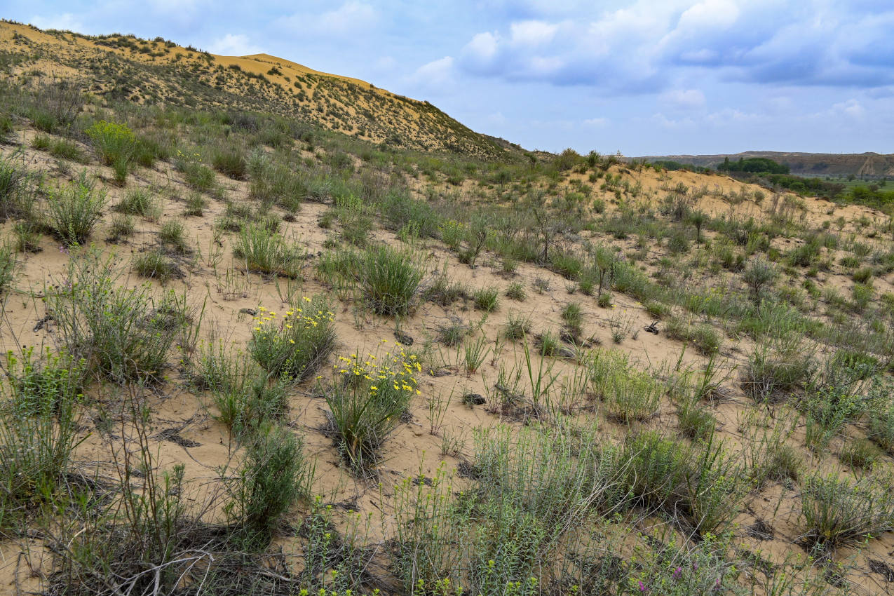 Бархан Сарыкум, image of landscape/habitat.