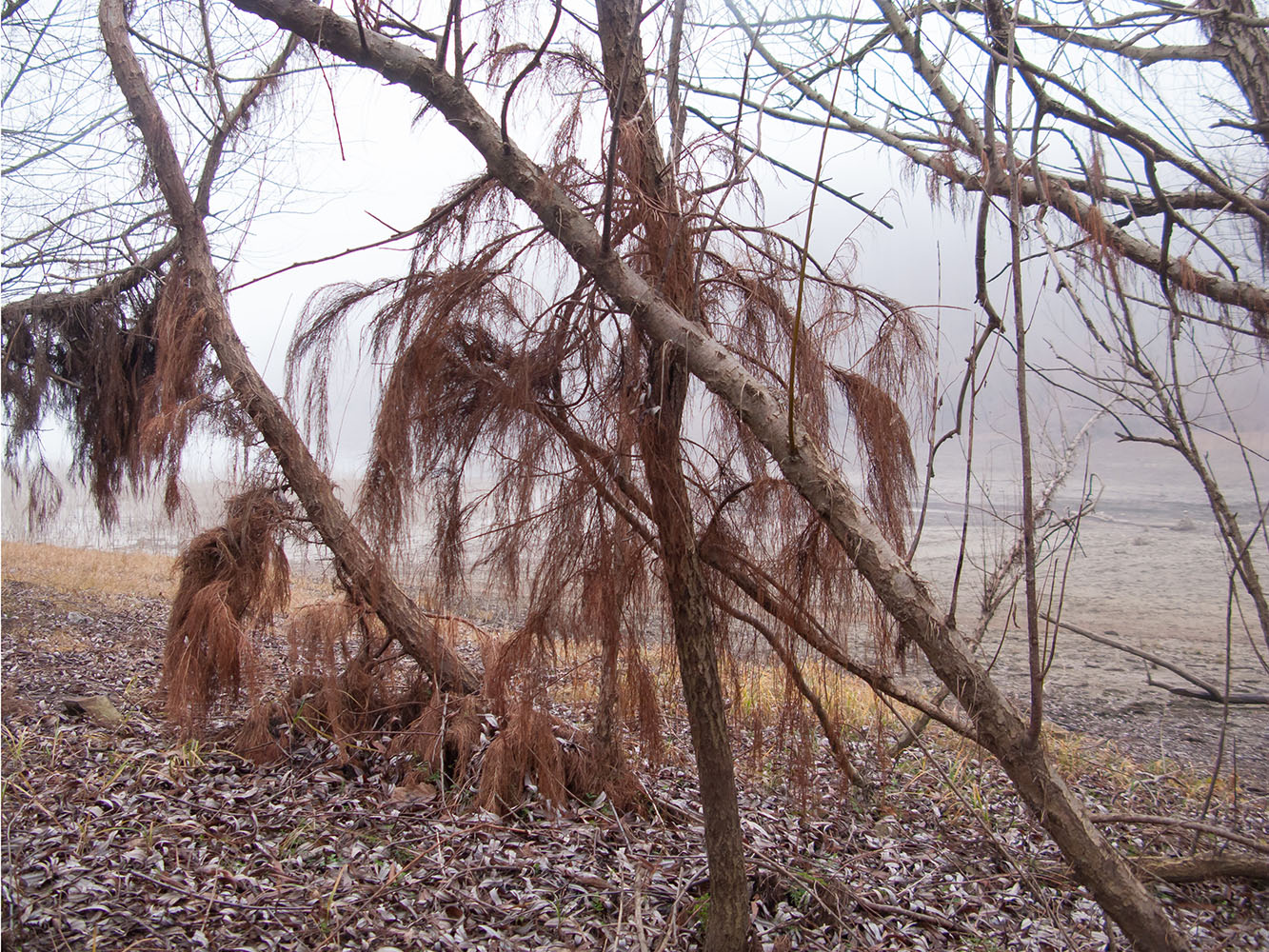 Неберджаевское водохранилище, image of landscape/habitat.