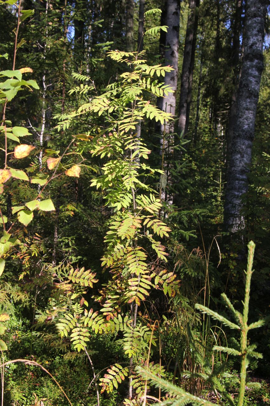 Окрестности руч. Верхний Мильнюк, image of landscape/habitat.