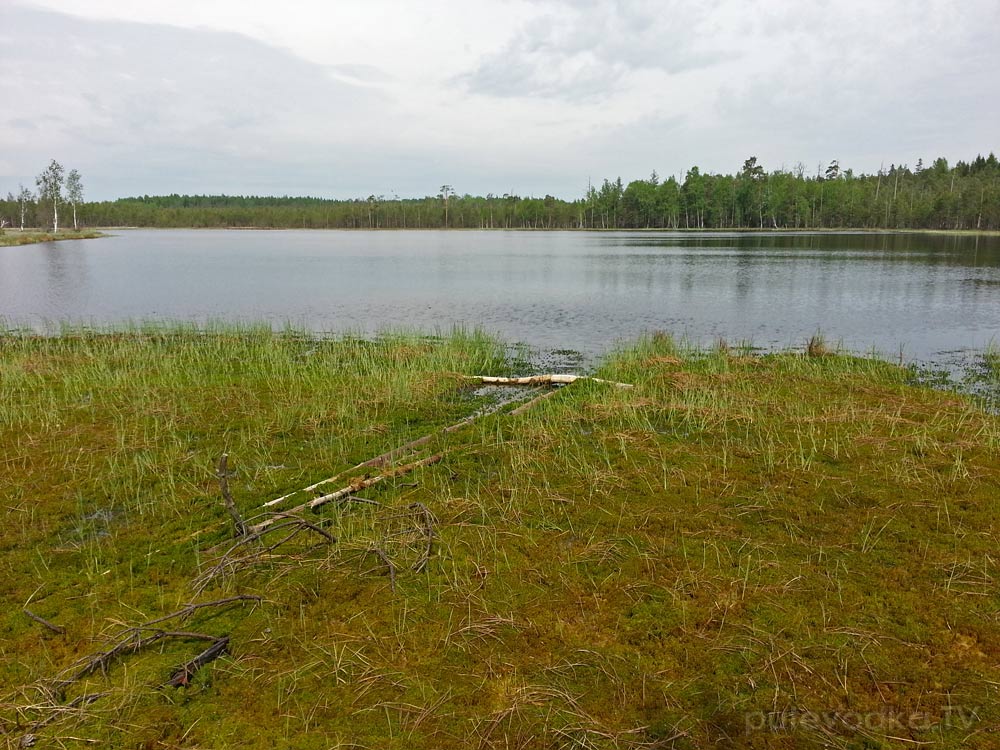 Ларцево, image of landscape/habitat.