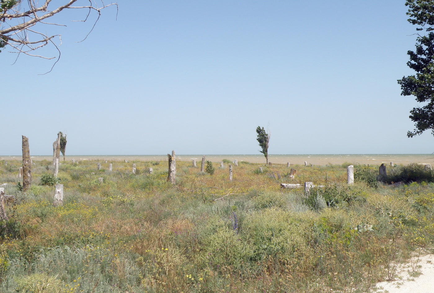 Должанка, image of landscape/habitat.