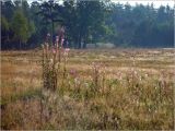 Image of landscape