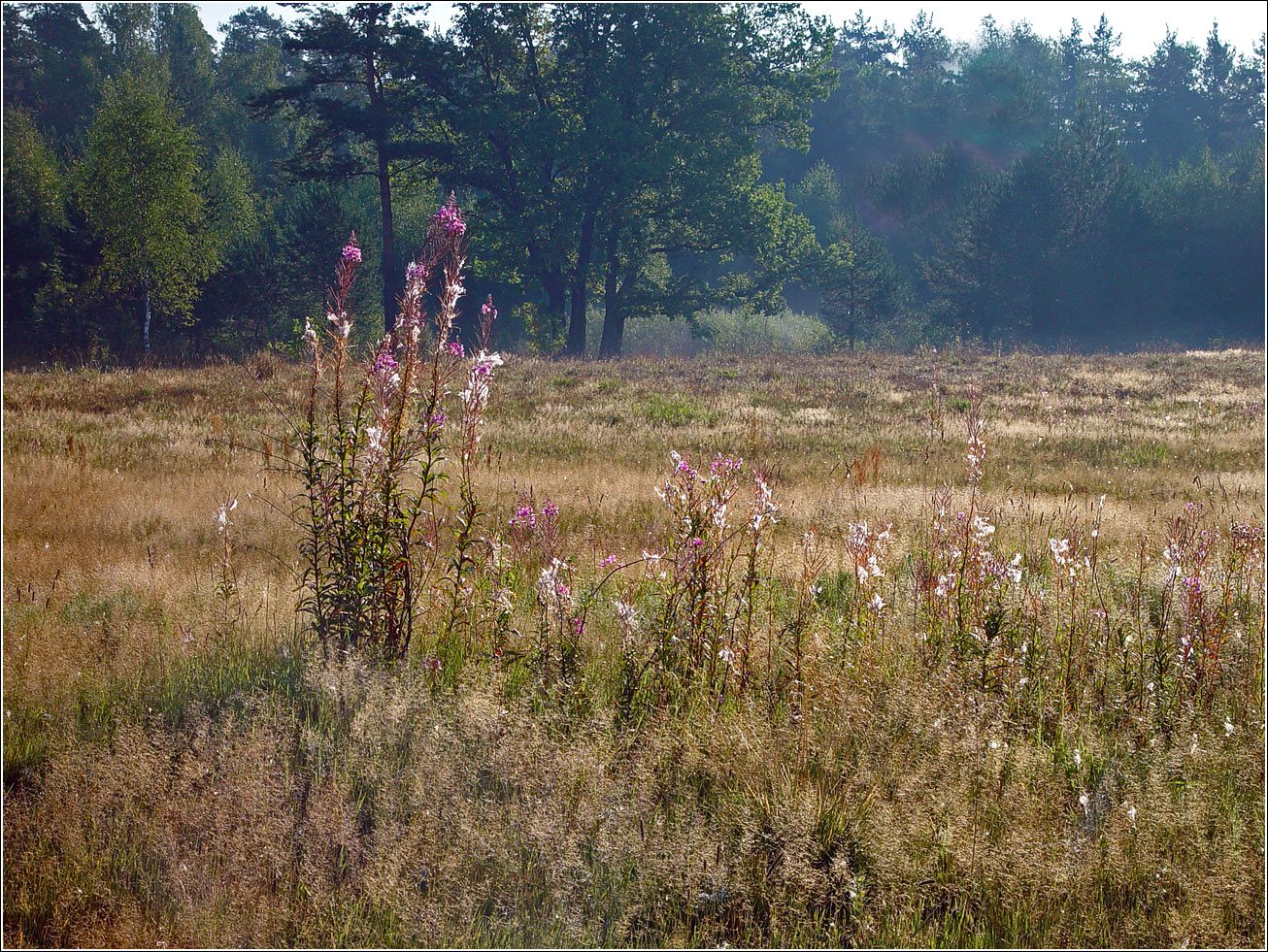 Окрестности Хрипани, image of landscape/habitat.