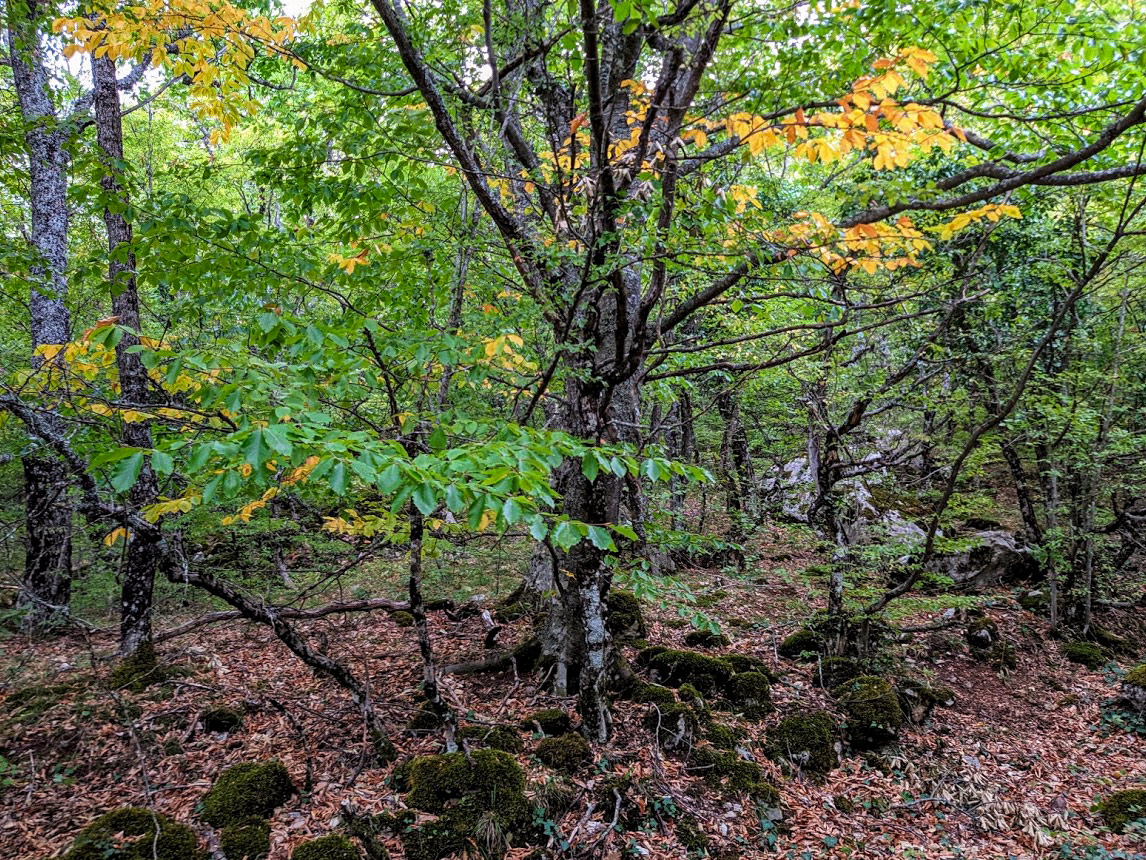 Урочище Парагильмен, image of landscape/habitat.