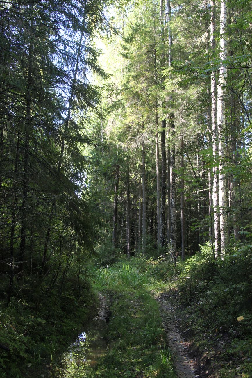 Окрестности руч. Верхний Мильнюк, image of landscape/habitat.