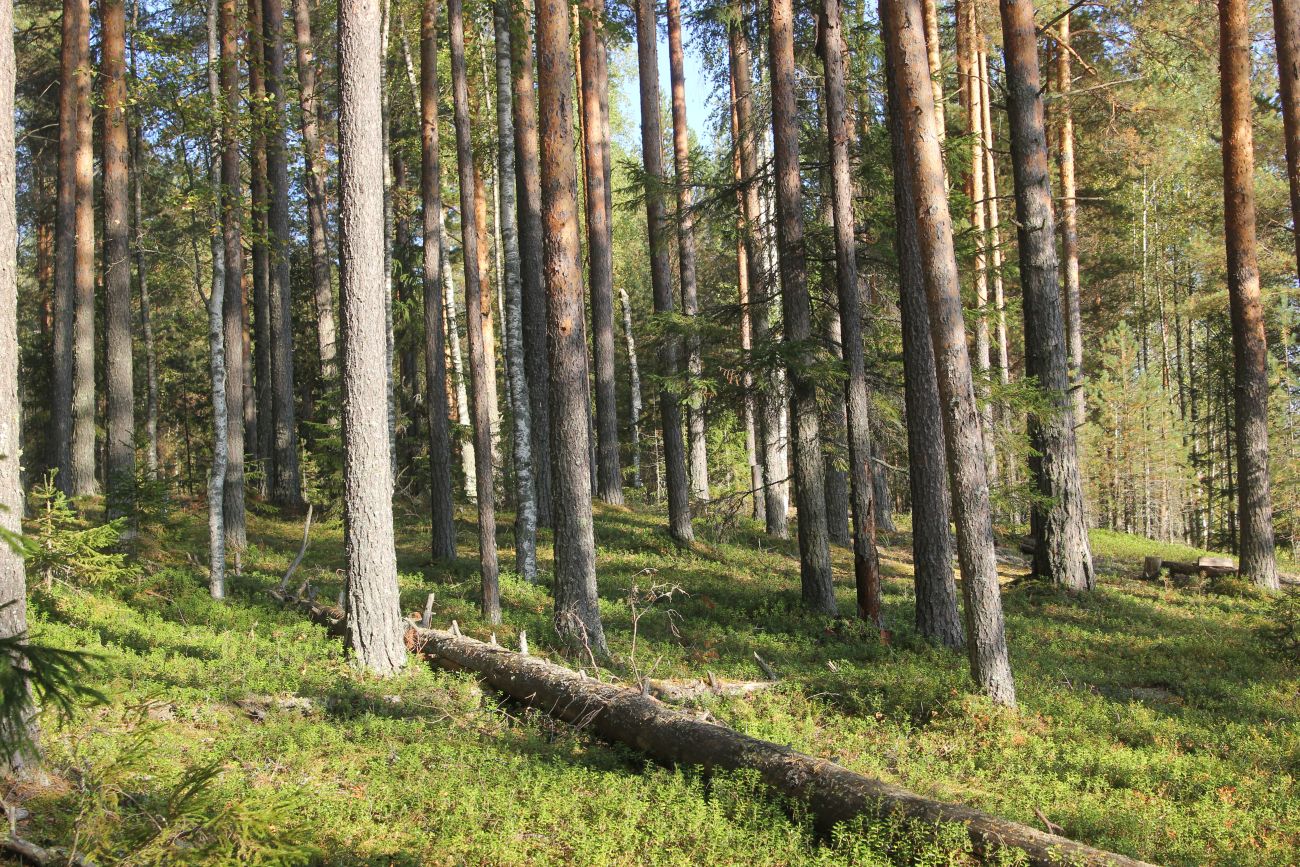 Урочище Половчиково, image of landscape/habitat.