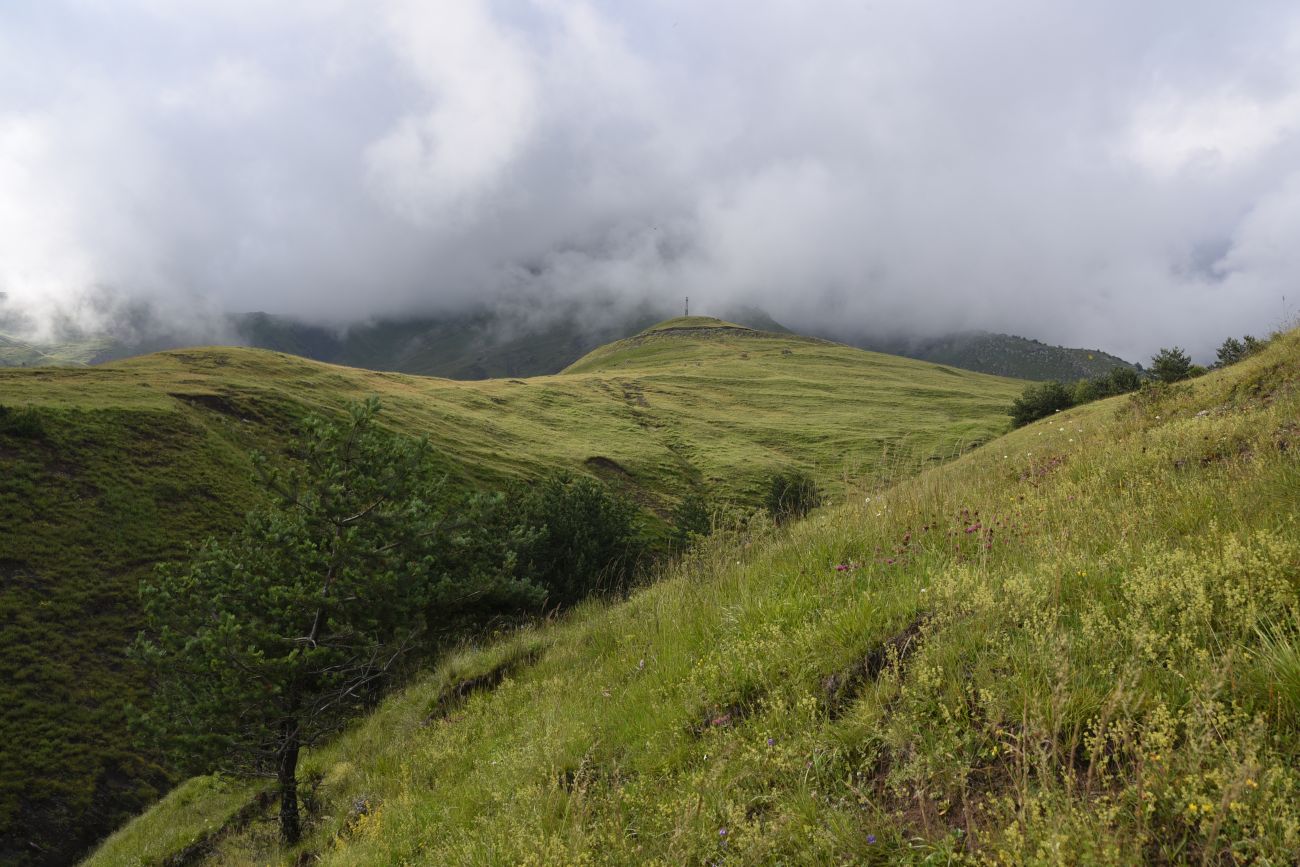 Урочище Кязи и окрестности, image of landscape/habitat.