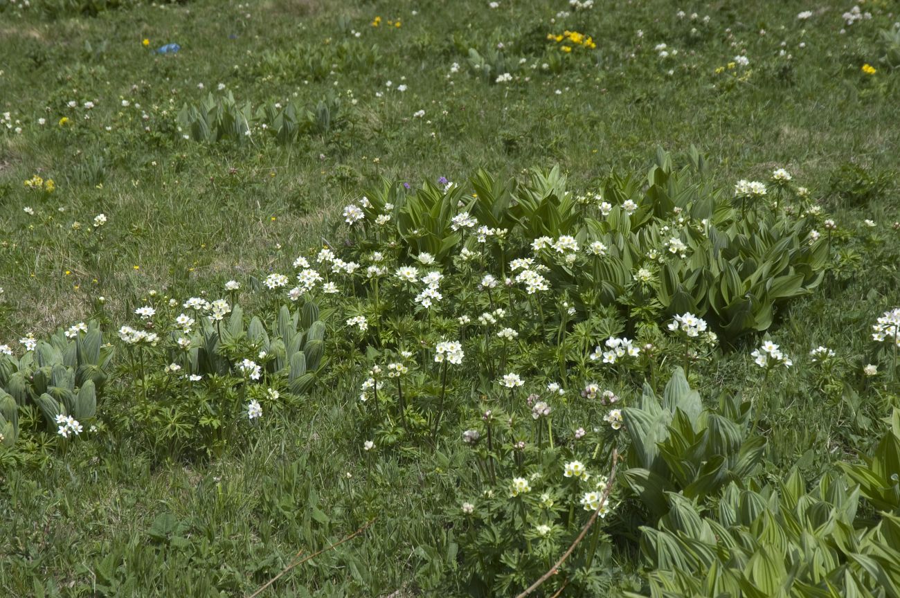 Восточный склон горы Чегет, image of landscape/habitat.