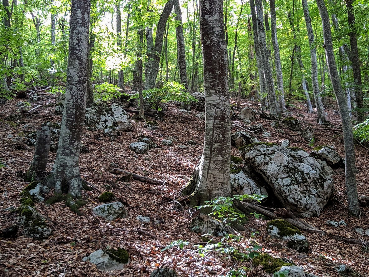 Урочище Парагильмен, image of landscape/habitat.