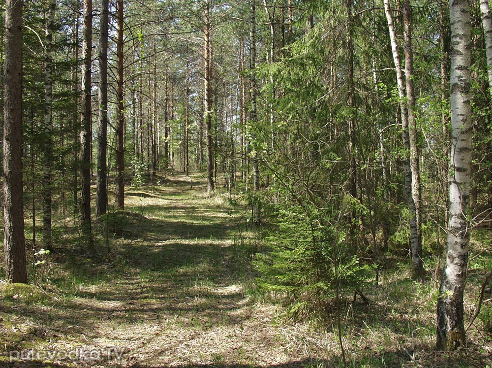 Запрудня, image of landscape/habitat.