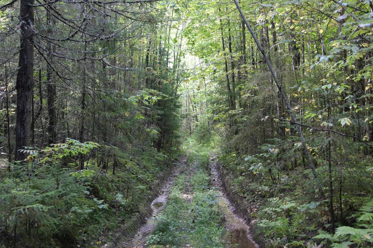 Окрестности руч. Верхний Мильнюк, image of landscape/habitat.