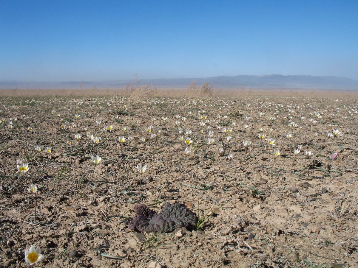 Сюгатинская долина, image of landscape/habitat.