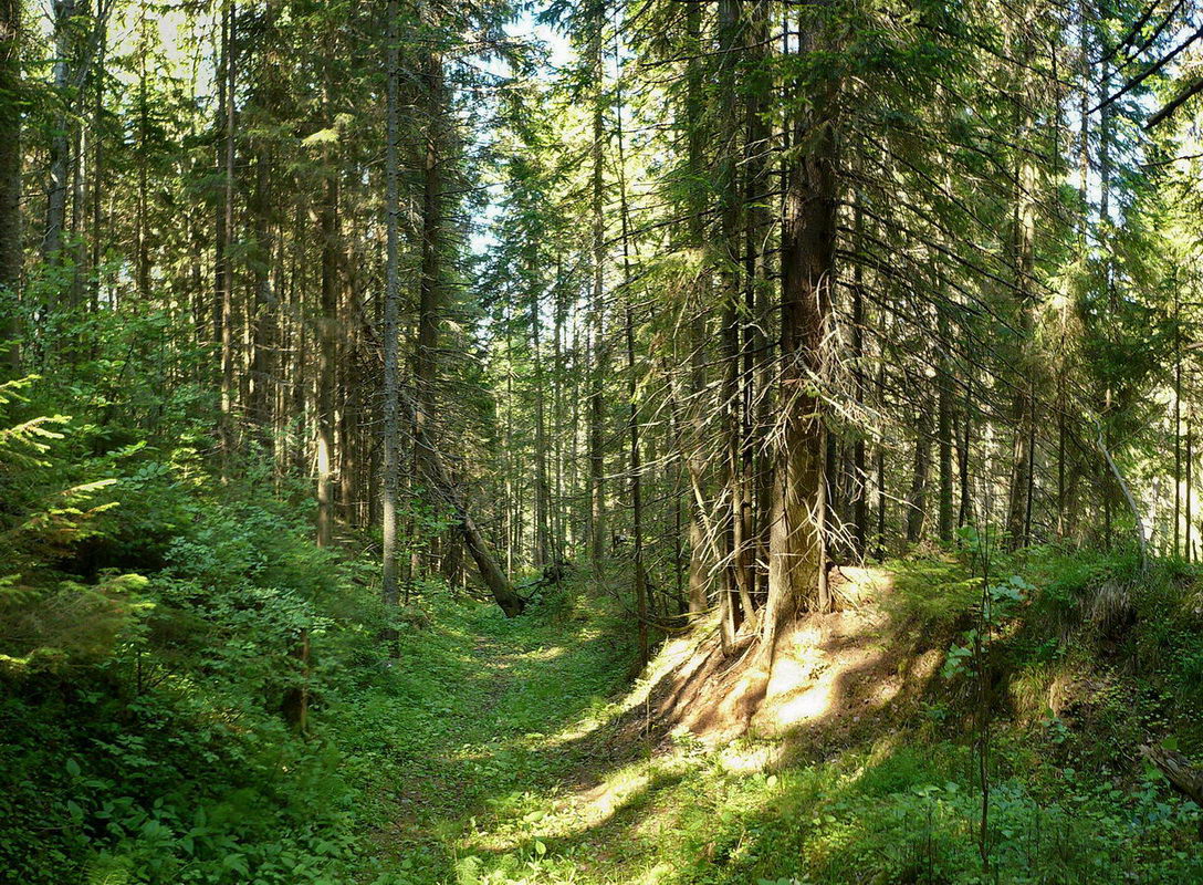 Окрестности деревни Поварёнки, image of landscape/habitat.