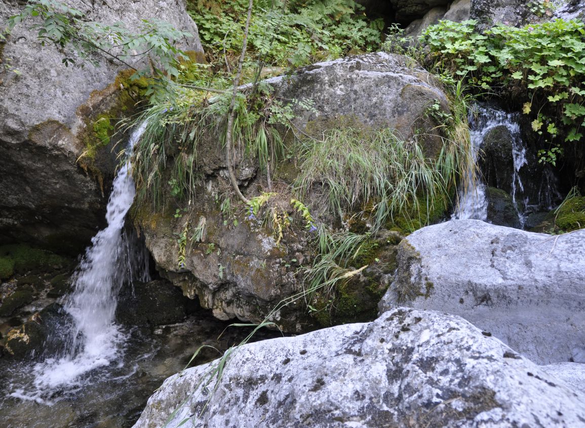 Олимп, image of landscape/habitat.