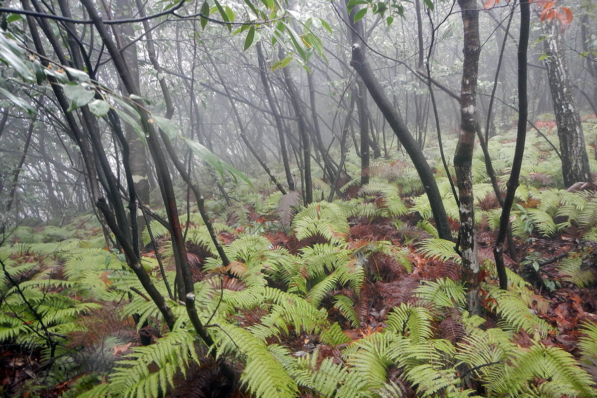 Национальный парк "Чжанцзяцзе", image of landscape/habitat.