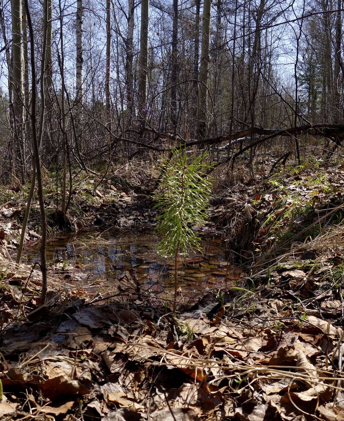 282-й км трассы Р-258 "Байкал", image of landscape/habitat.