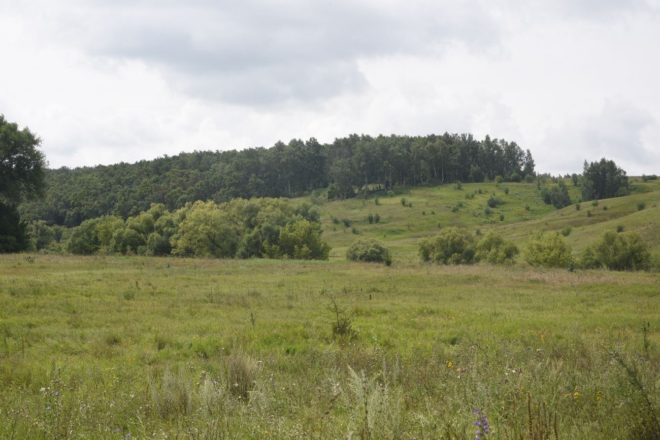 Урочище Крутые Дубки, image of landscape/habitat.