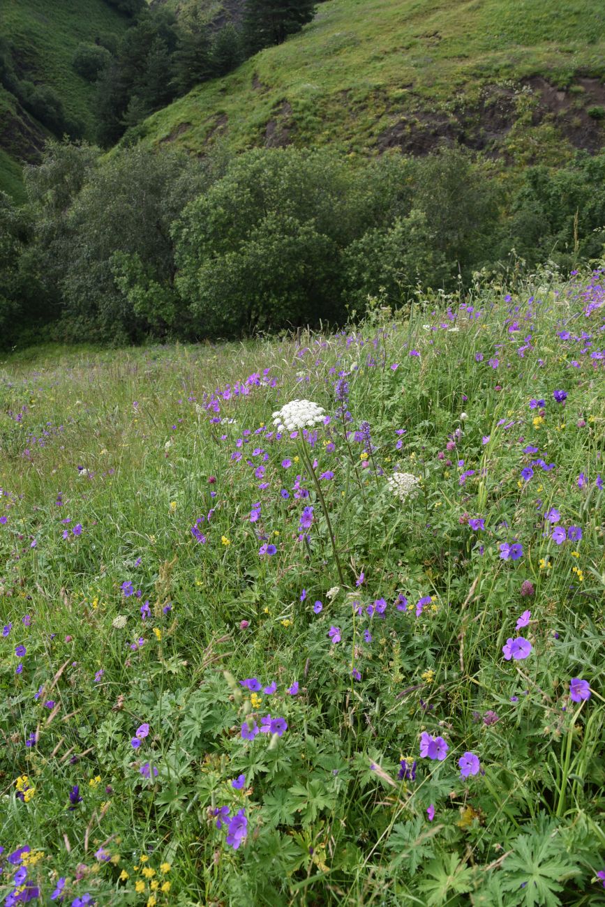 Урочище Кязи и окрестности, image of landscape/habitat.