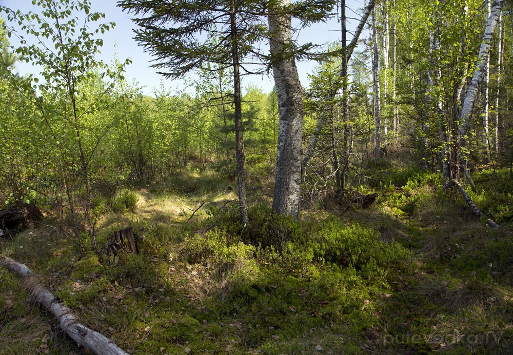 Волдынь - Ябдино, image of landscape/habitat.